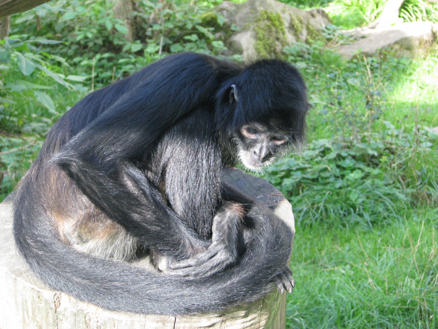 Mexican spider monkey - September 2015