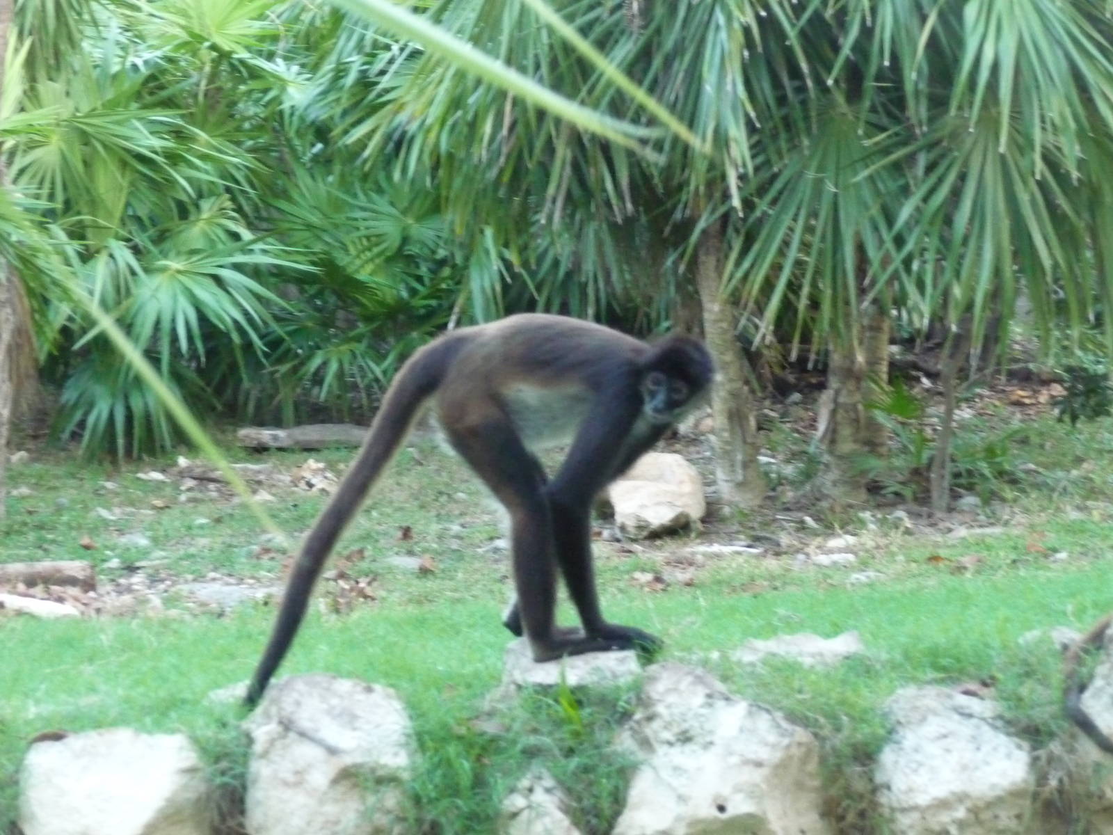 mexican spider monkey  yucatan subspecies xcaret park