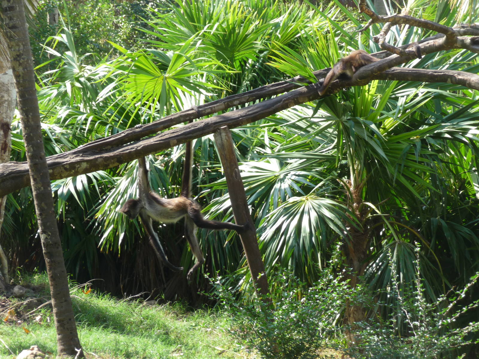 mexican spider monkey yucatan subspecies xcaret park