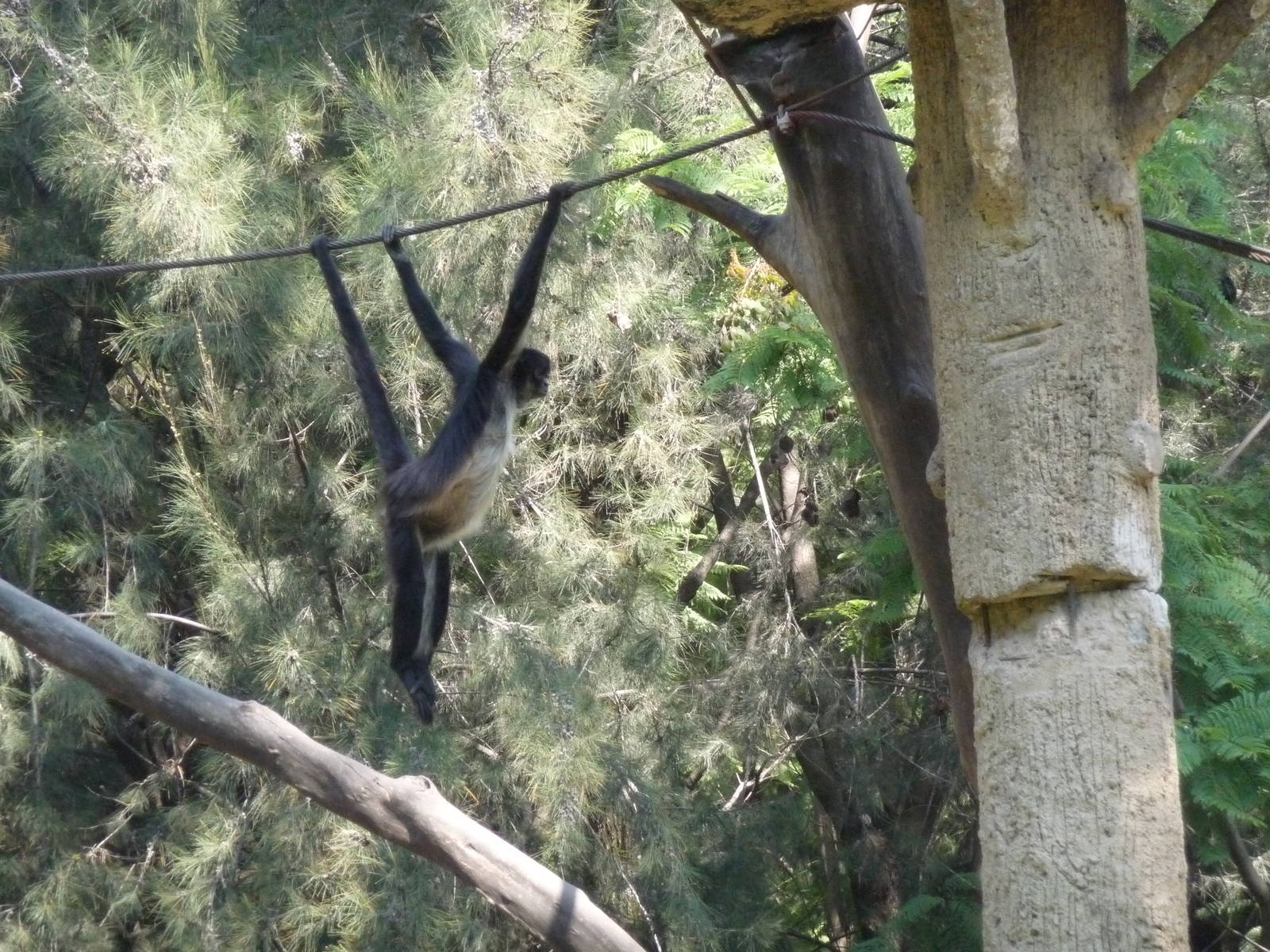 mexican spider monkey zoo leon
