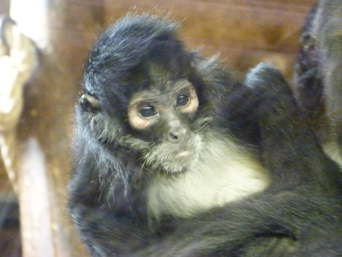 Mexican spider monkey -Zoo Praha (2025)