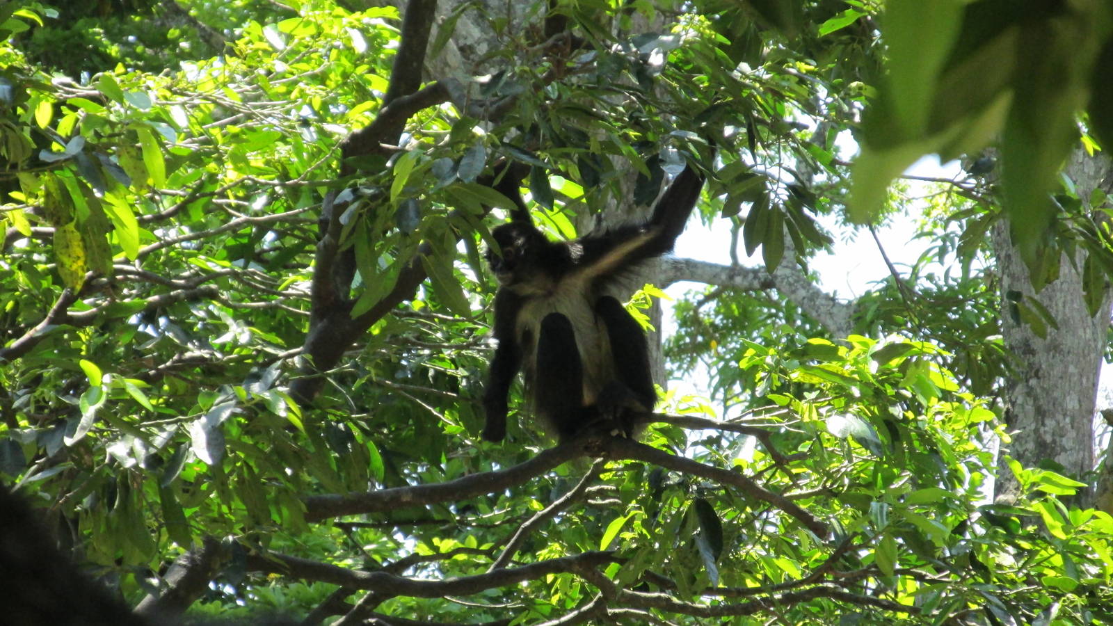 mexican spider monkey zoomat