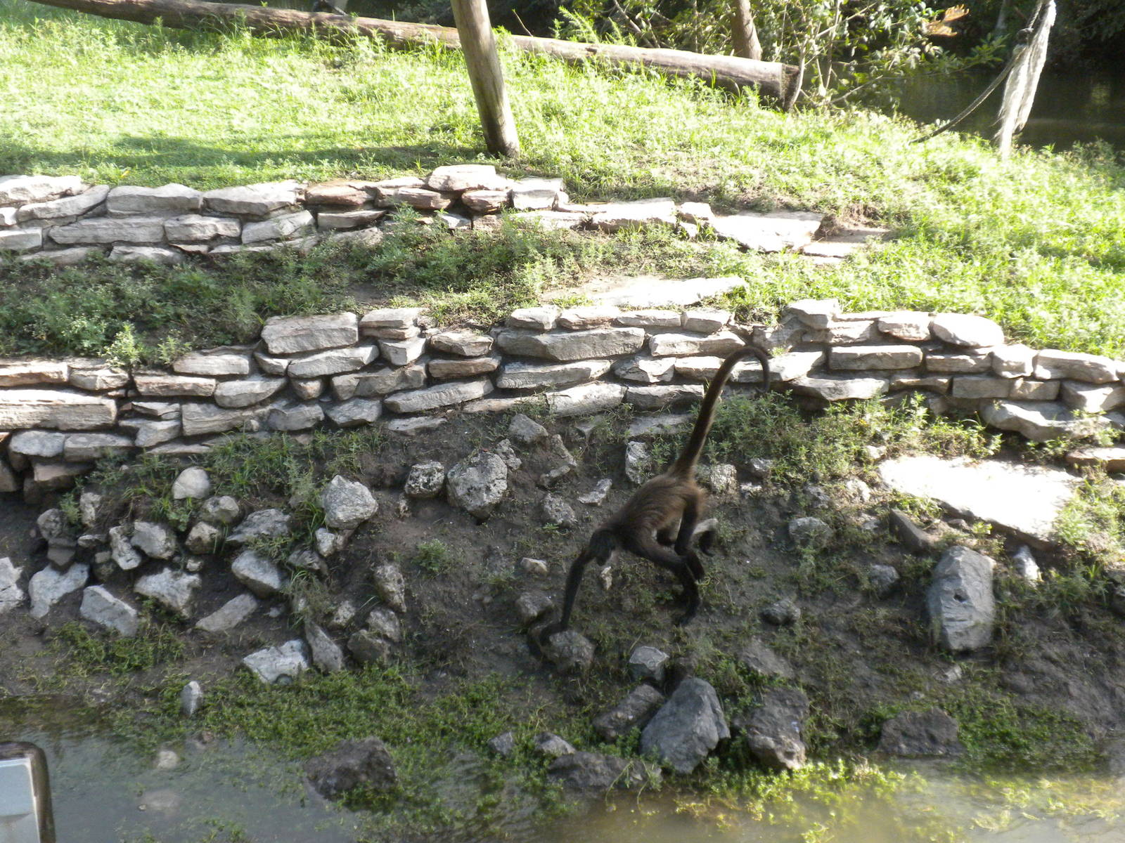 Mexican Spider Monkey