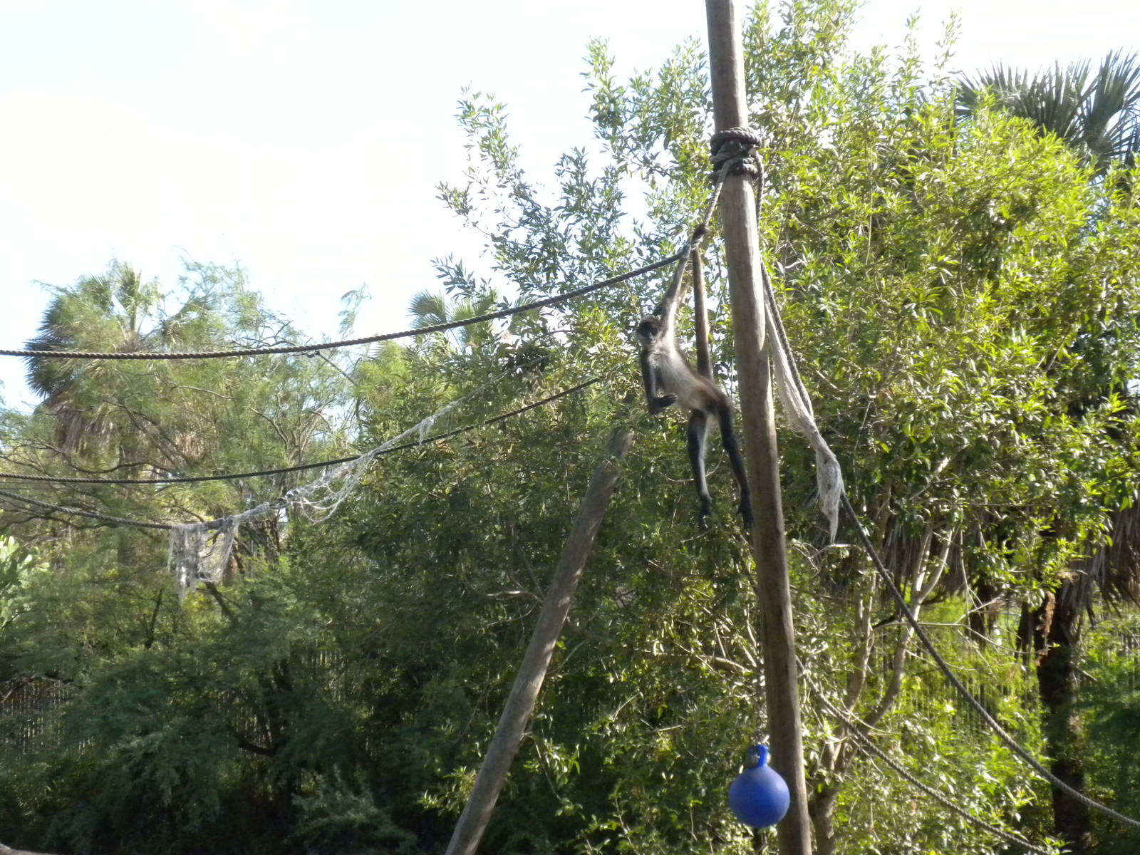 Mexican Spider Monkey