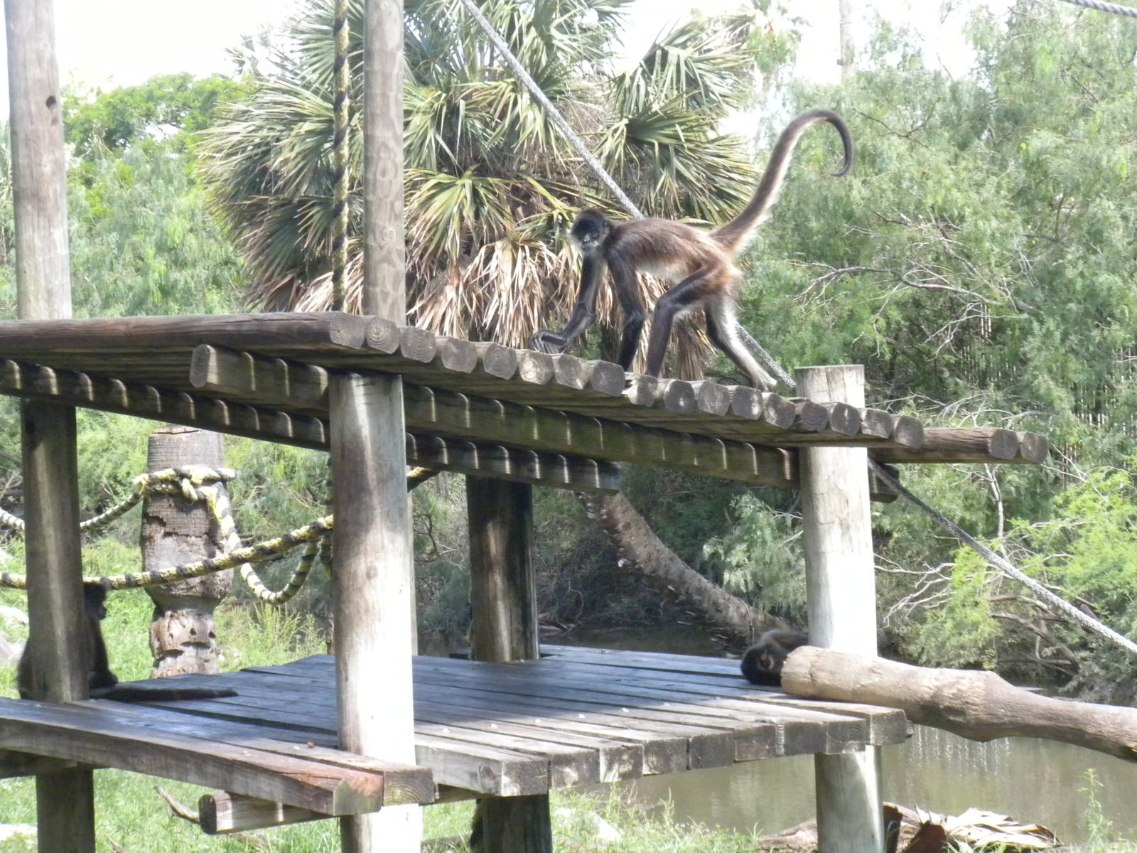 Mexican Spider Monkey