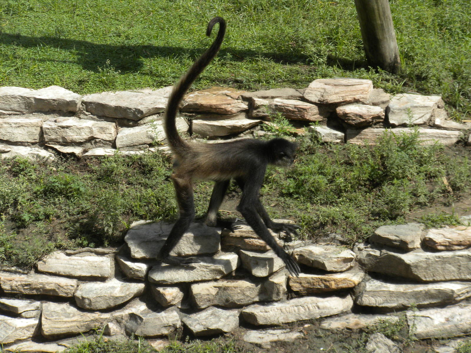 Mexican Spider Monkey