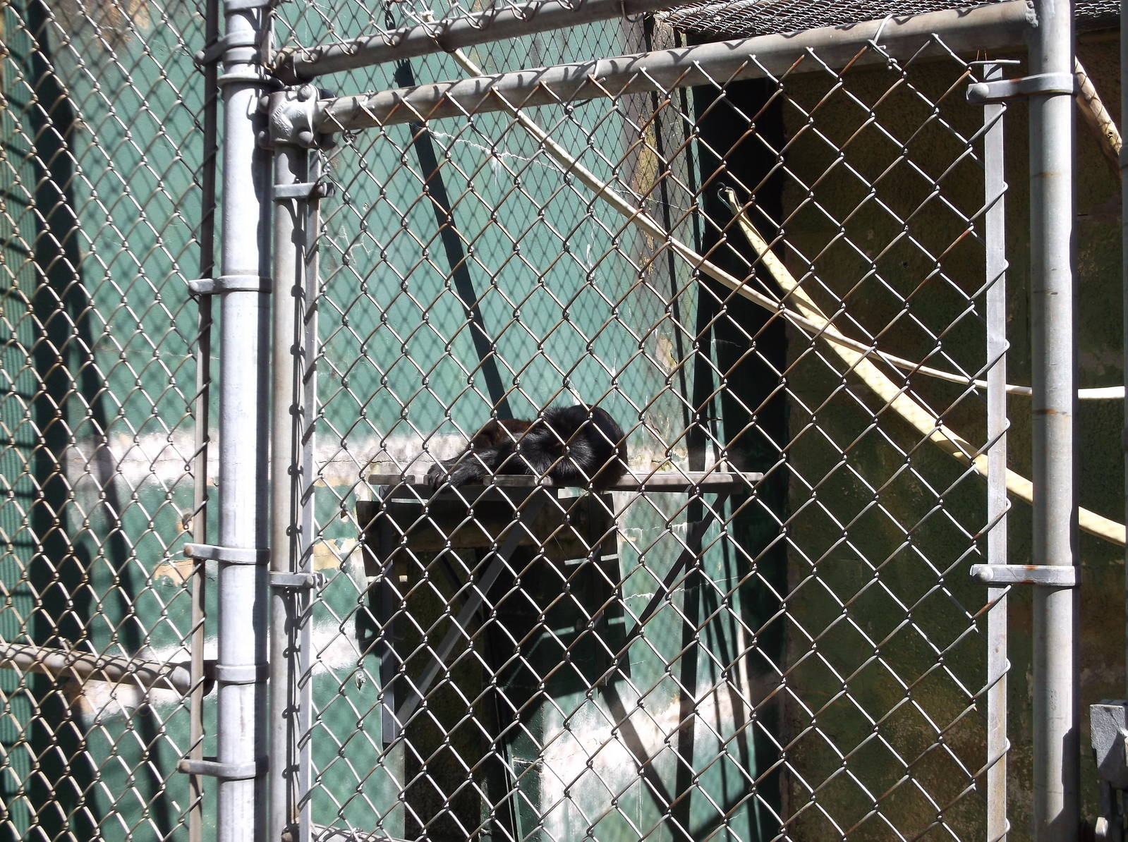 Mexican spider monkey