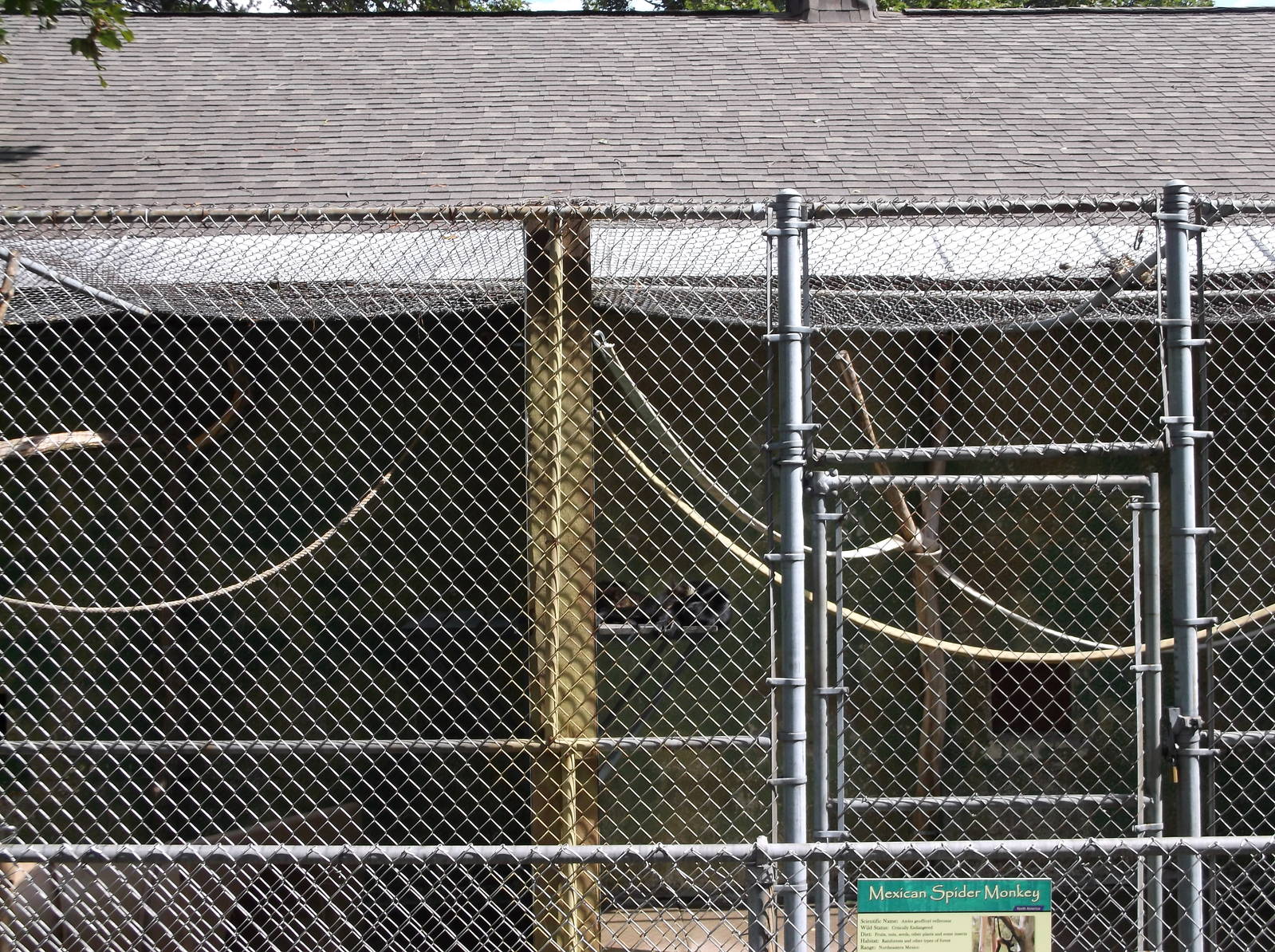 Mexican spider monkey