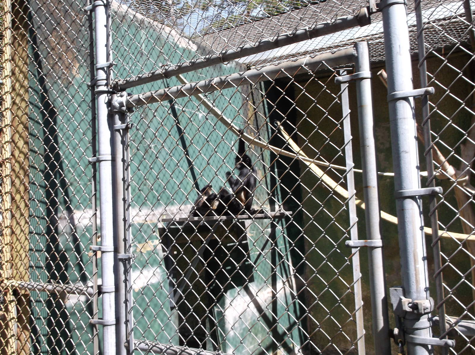 Mexican Spider Monkey