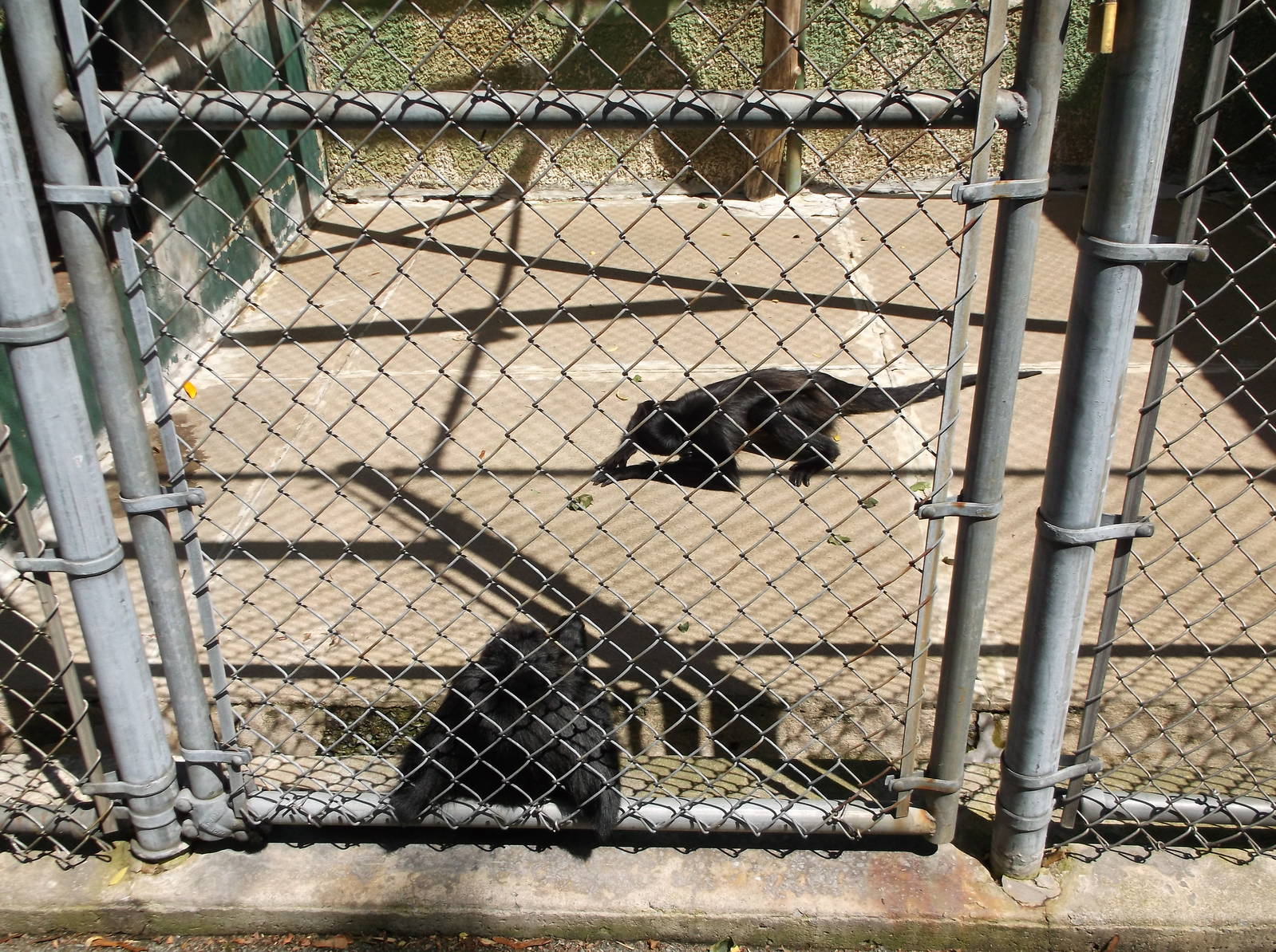 Mexican Spider Monkey