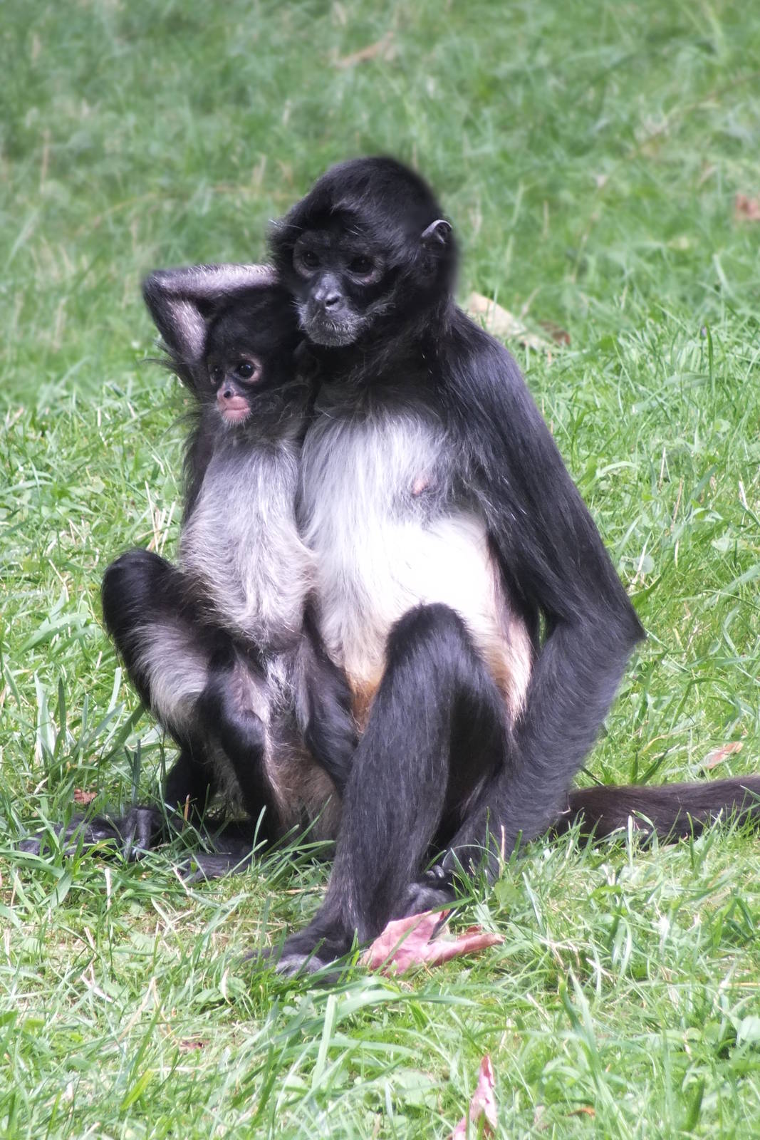 Mexican Spider Monkey