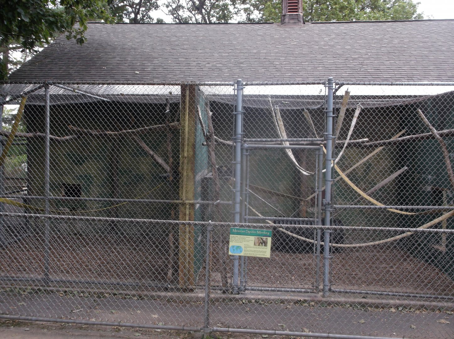 Mexican Spider monkey