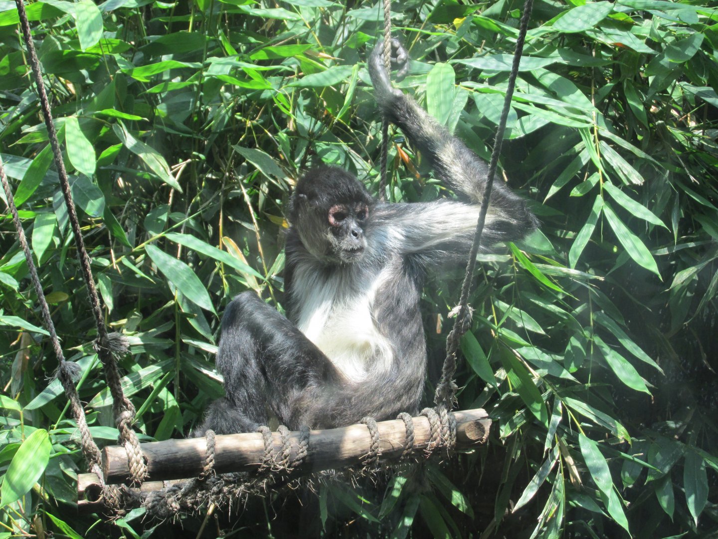 mexican spider monkey