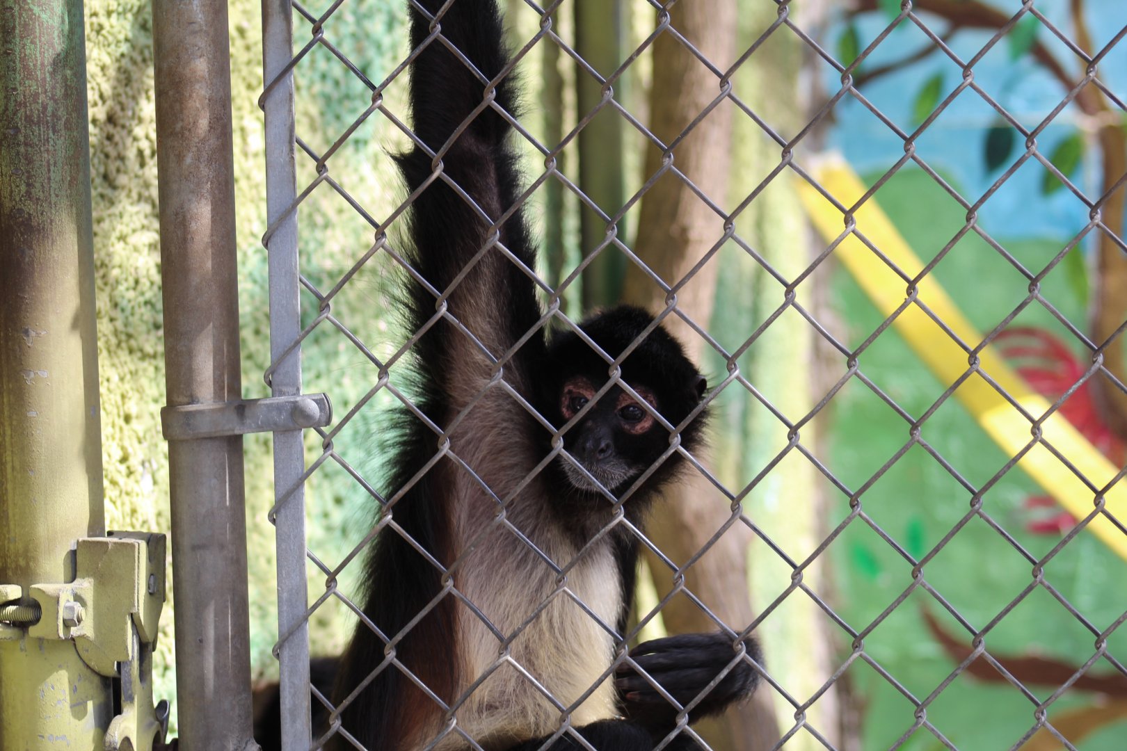 Mexican Spider Monkey