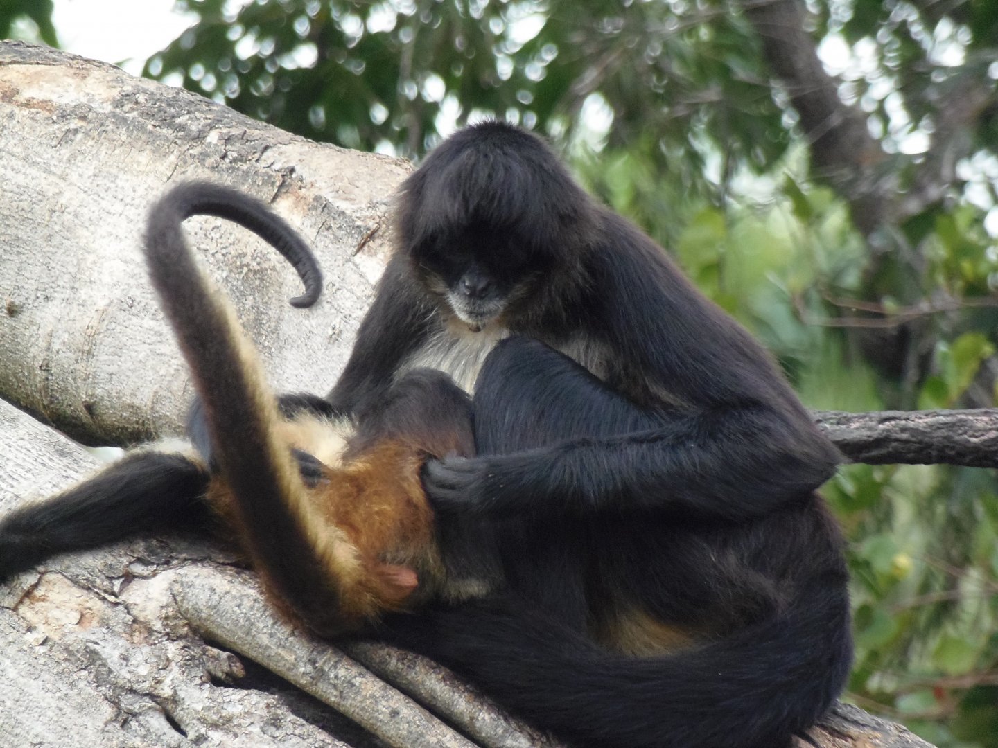 Mexican Spider Monkey