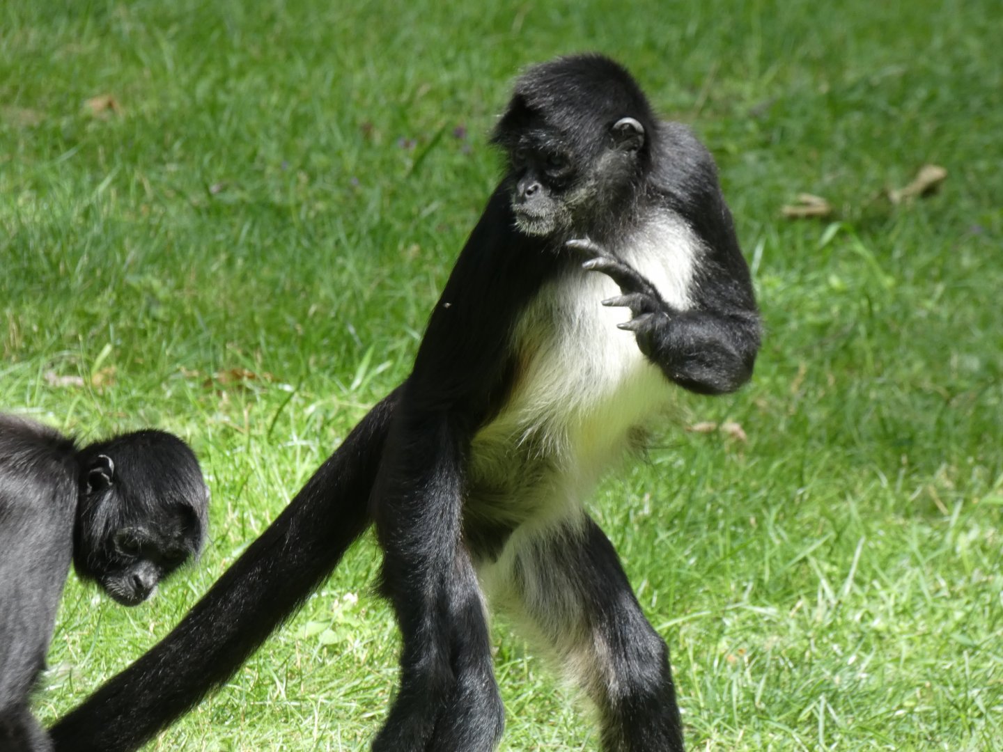 Mexican Spider Monkey