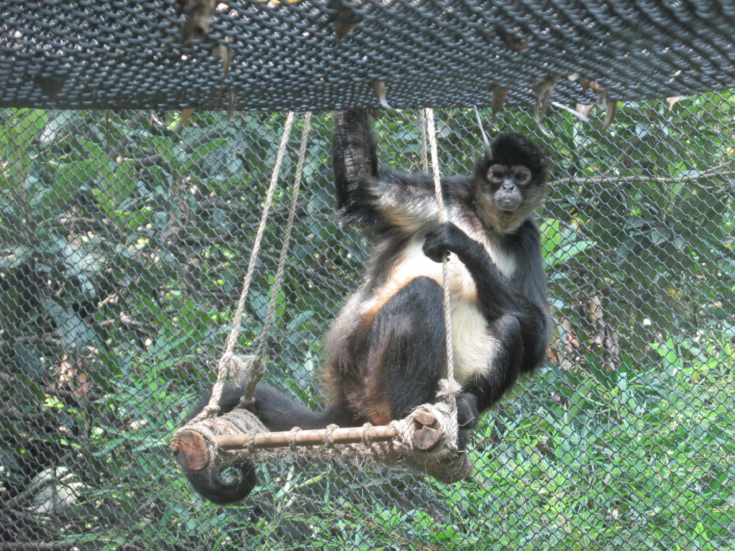 mexican spider monkey