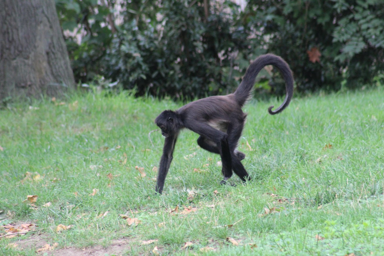 Mexican Spider Monkey