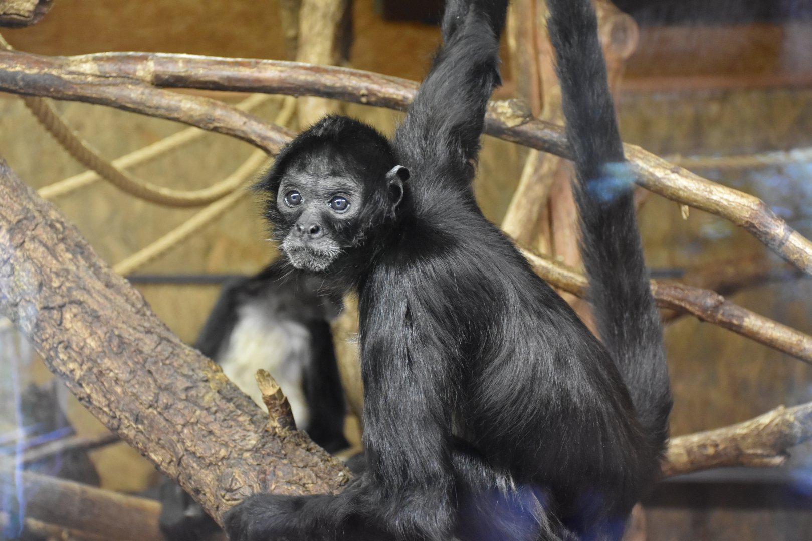 Mexican spider monkey