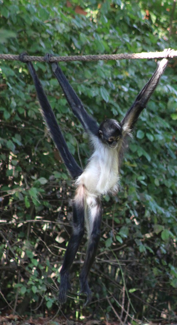 Mexican spider monkey