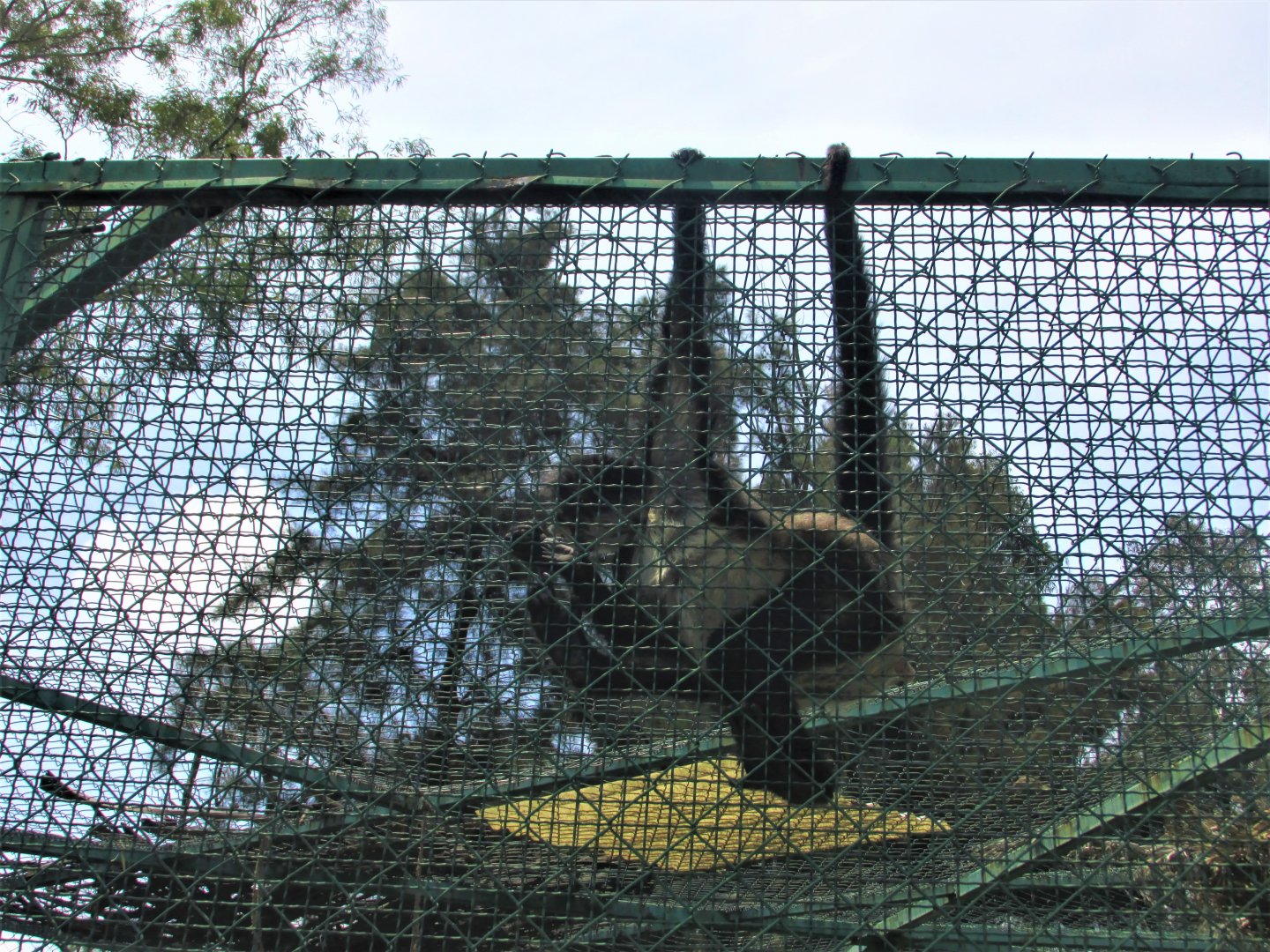 mexican spider monkey