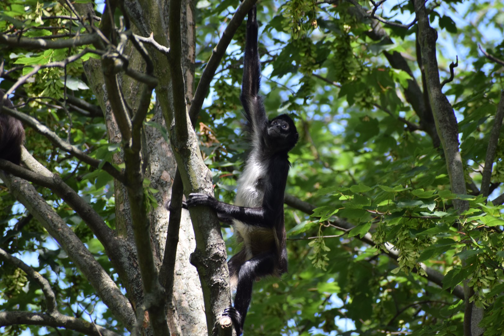 Mexican spider monkey