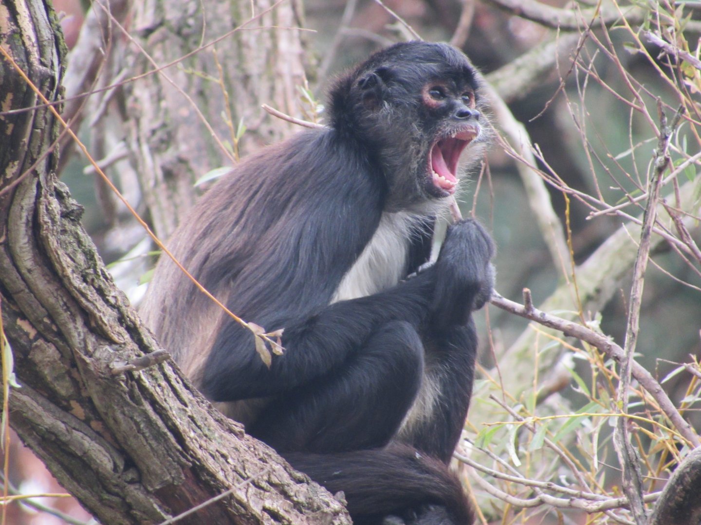 Mexican Spider Monkey