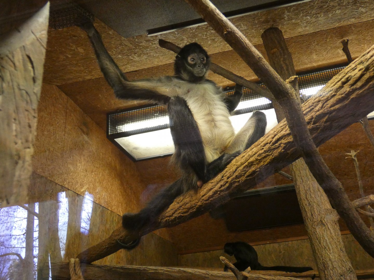 Mexican spider monkey