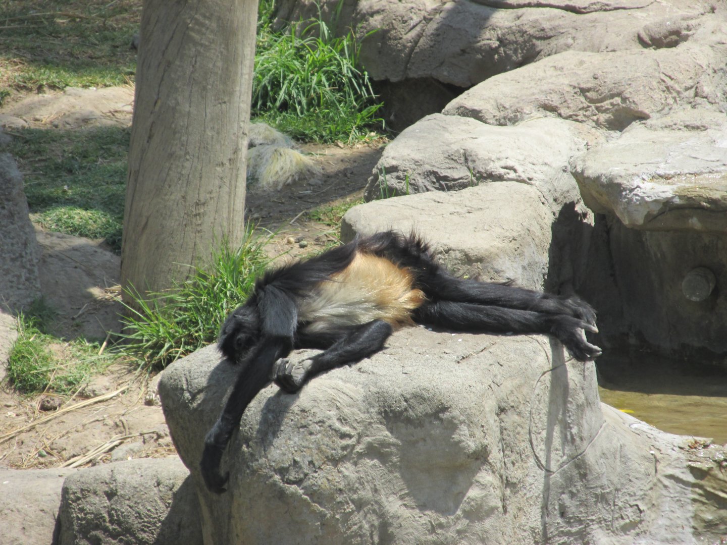 Mexican spider monkey