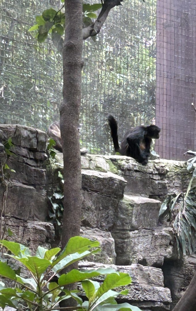 Mexican spider monkey