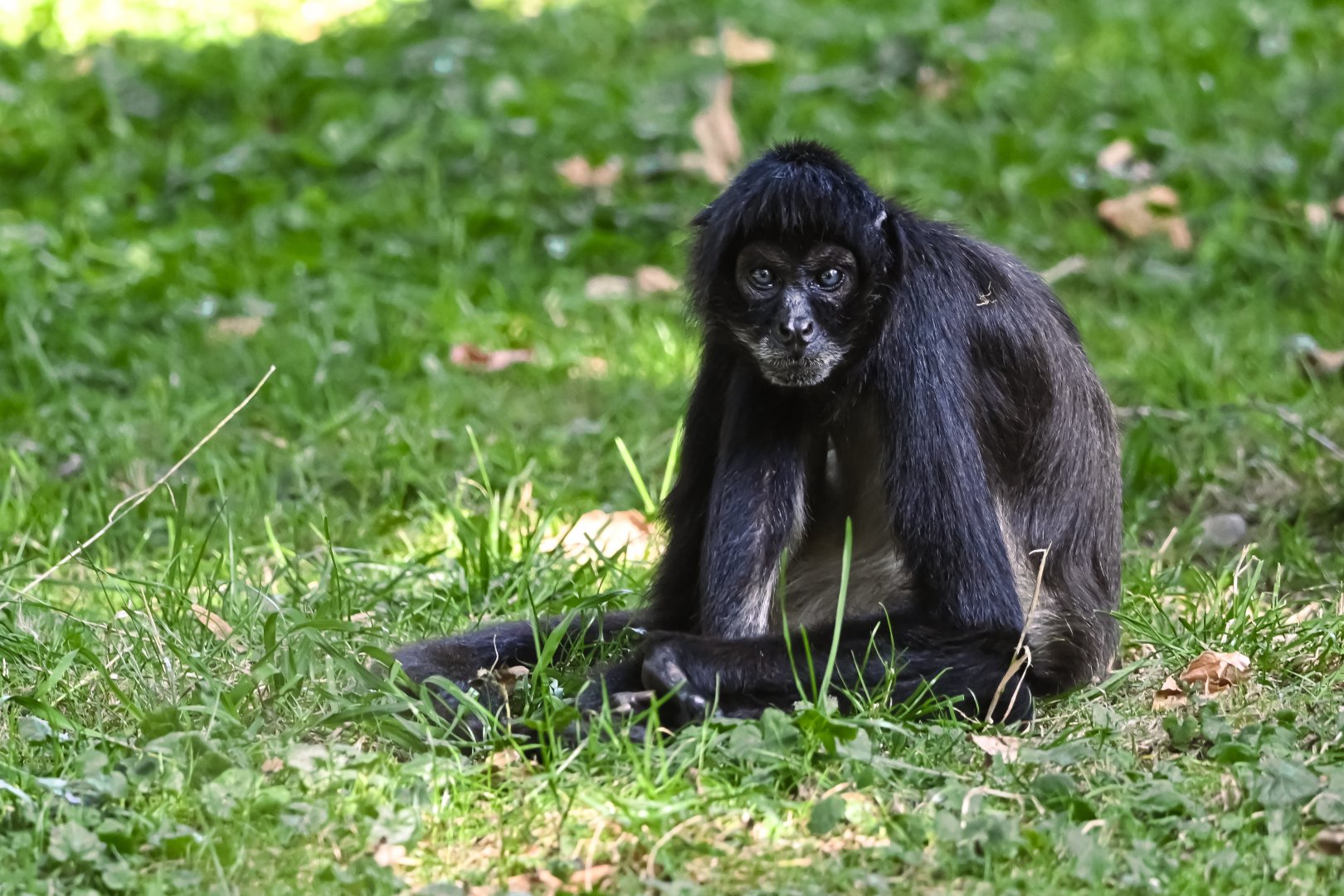 Mexican spider monkey