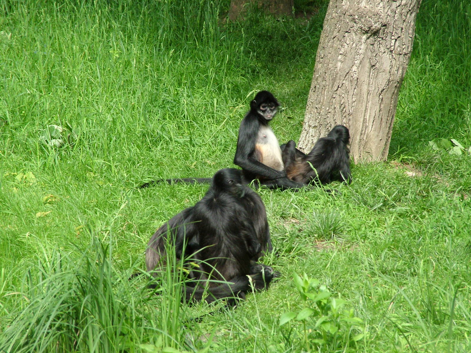 Mexican Spider Monkeys at Prague, 24/05/10