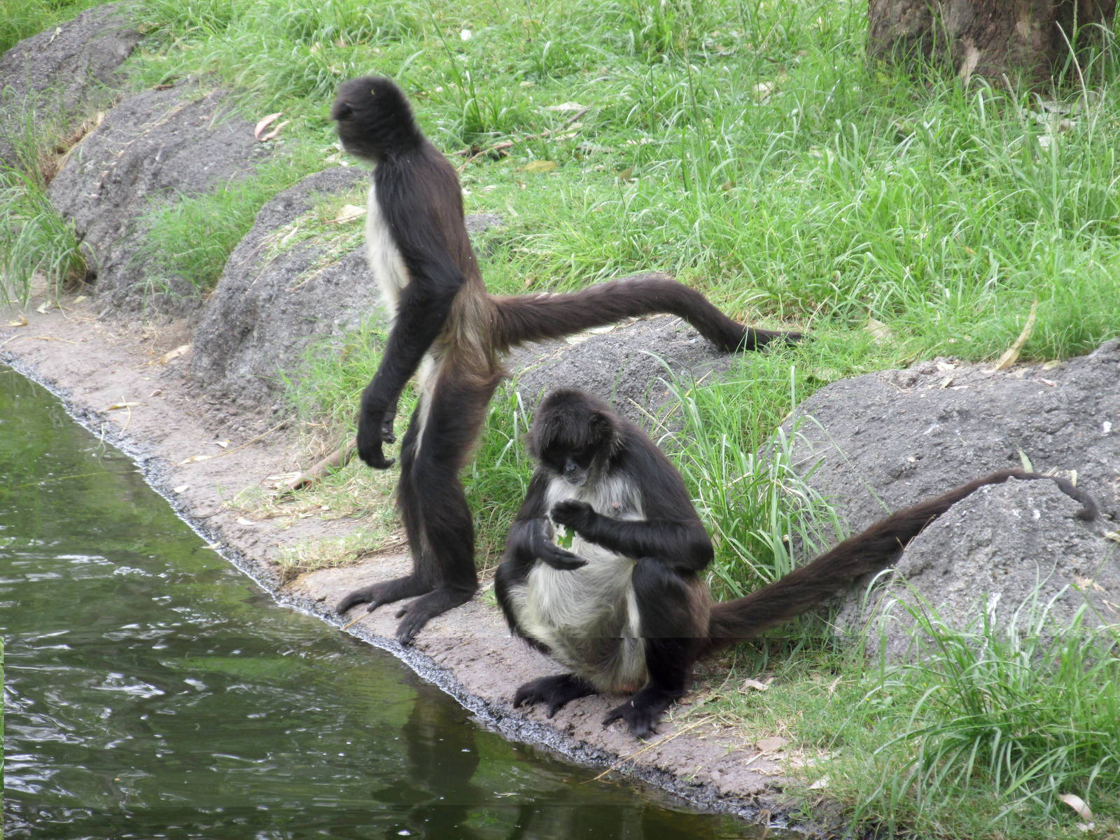 mexican spider monkeys guadalajara zoo