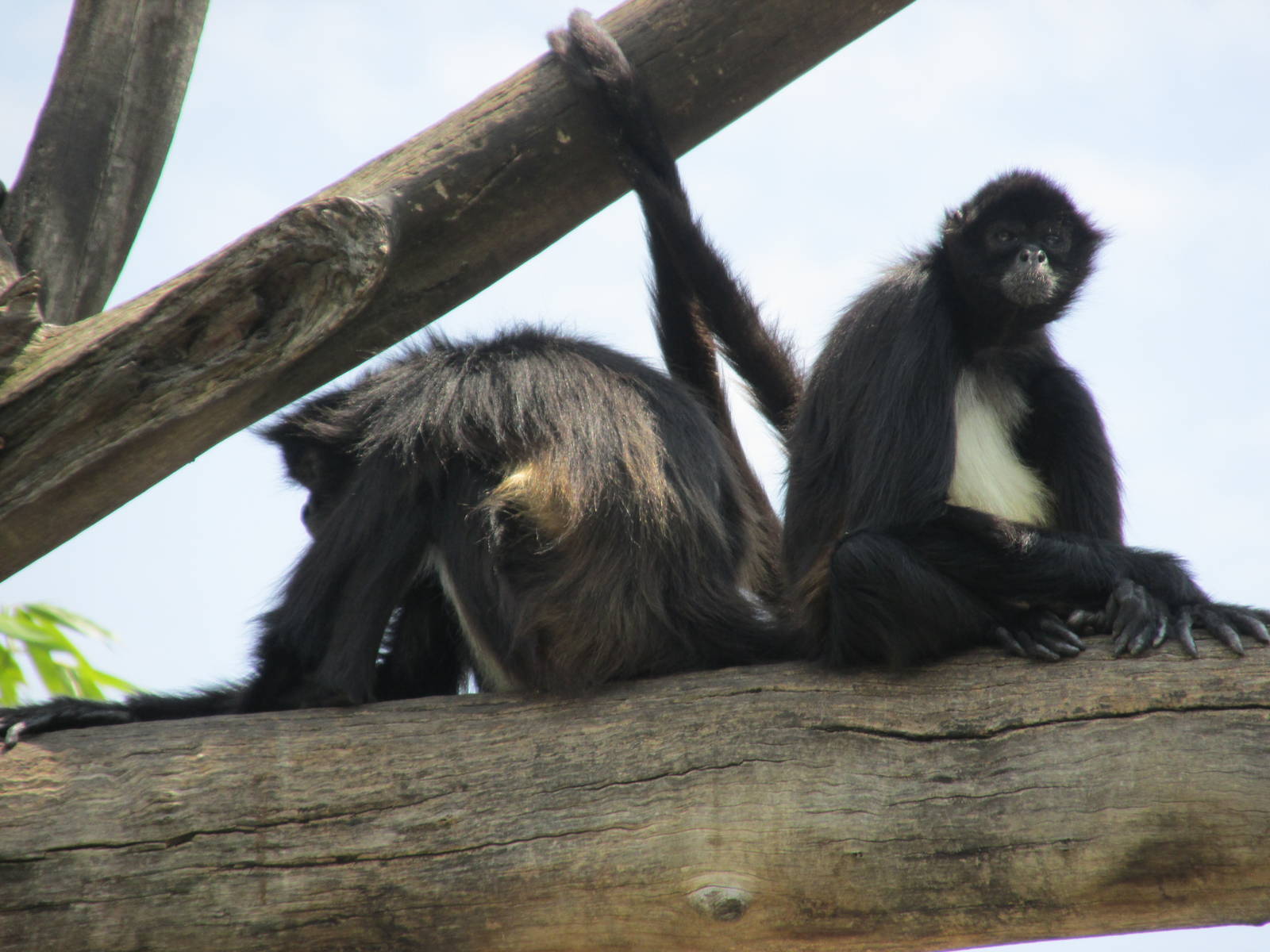 mexican spider monkeys san juan de aragon zoo