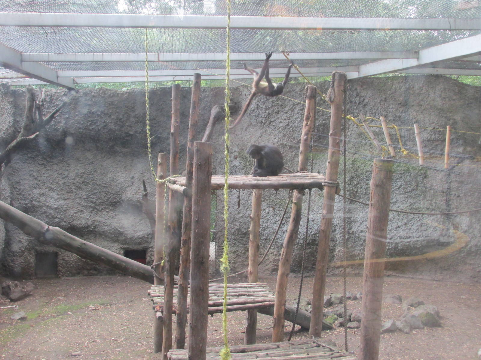 mexican spider monkeys zoologico de altiplano