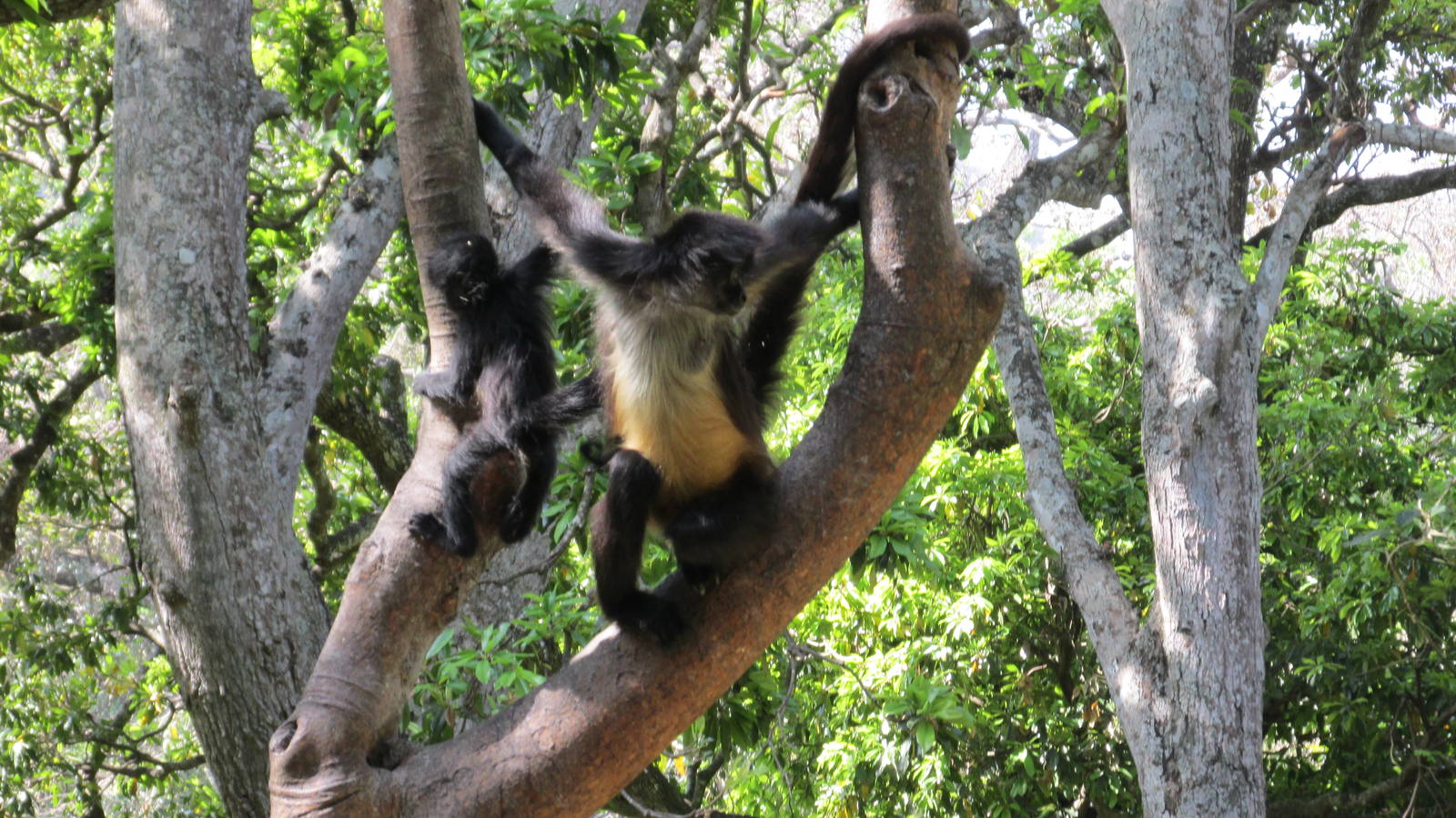 mexican spider monkeys zoomat