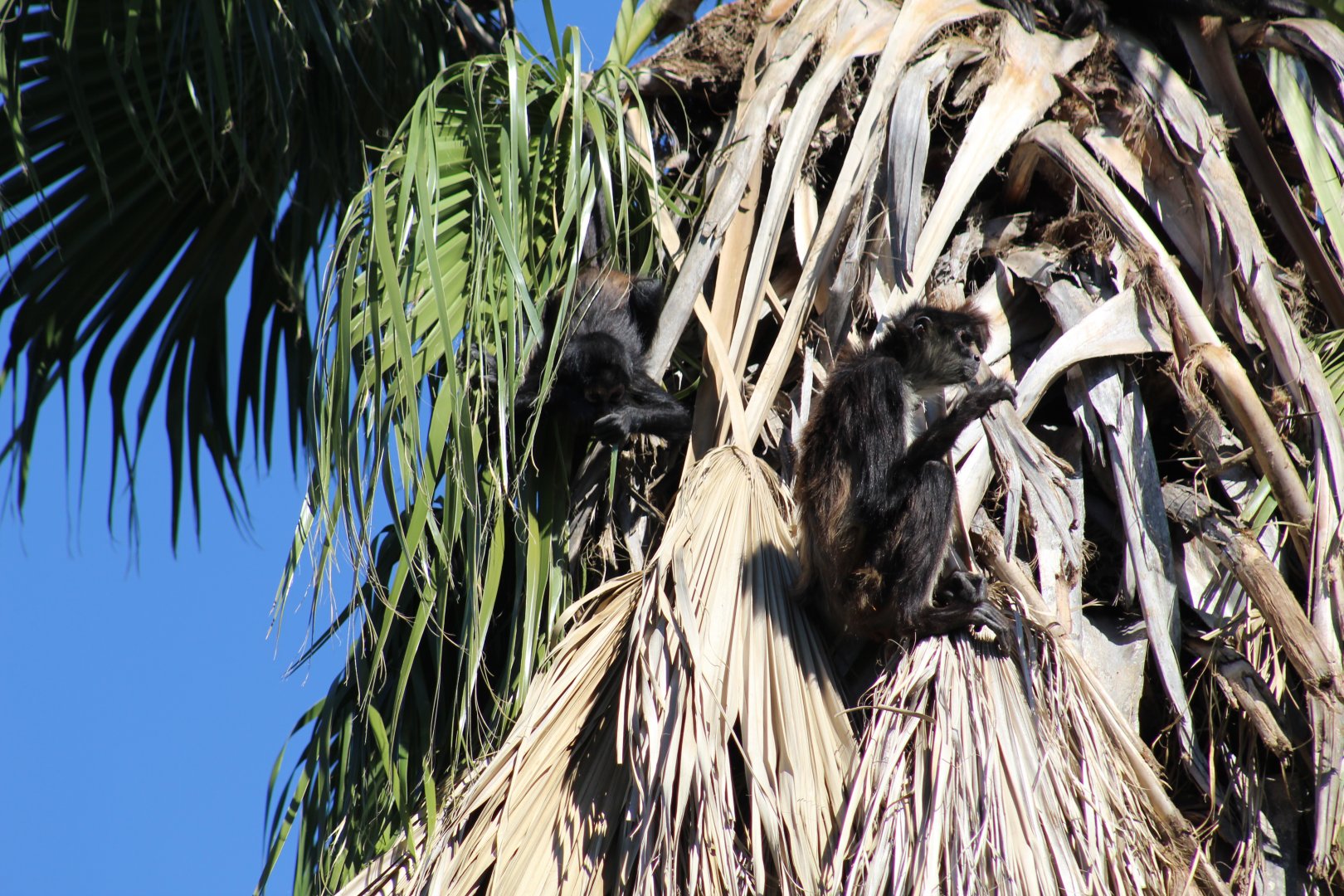 Mexican Spider Monkeys