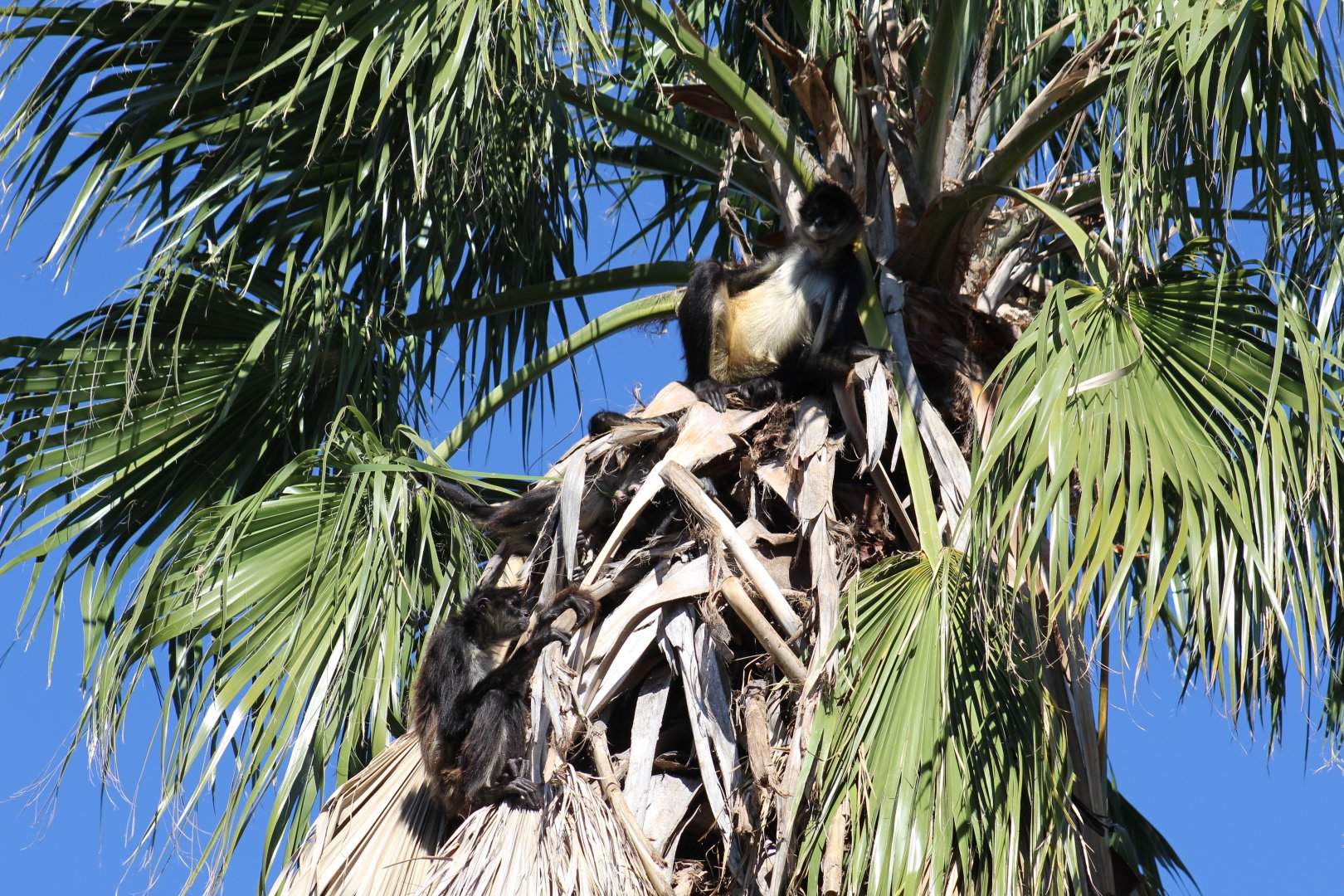 Mexican Spider Monkeys