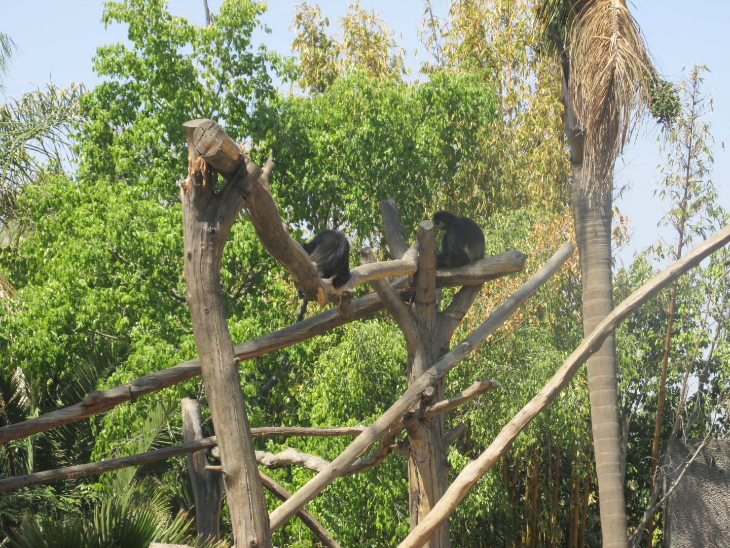 mexican spider monkeys
