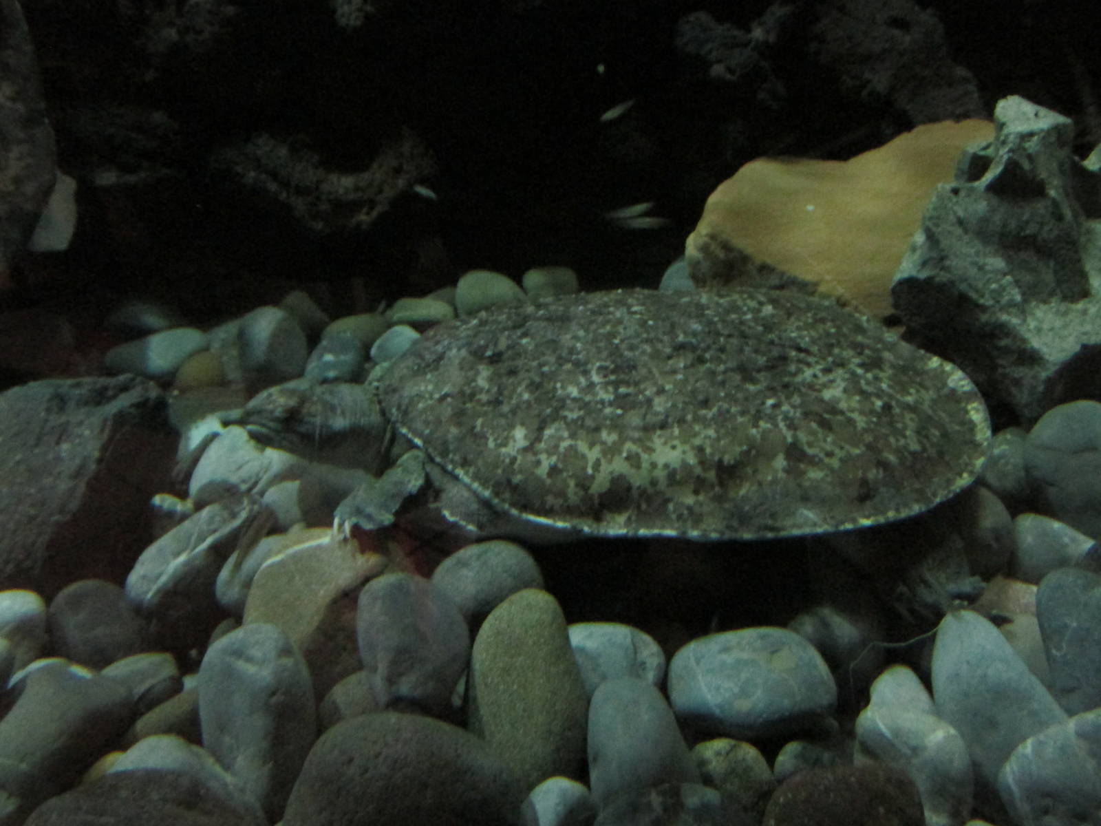 mexican spiny softshell turtle chapultepec zoo