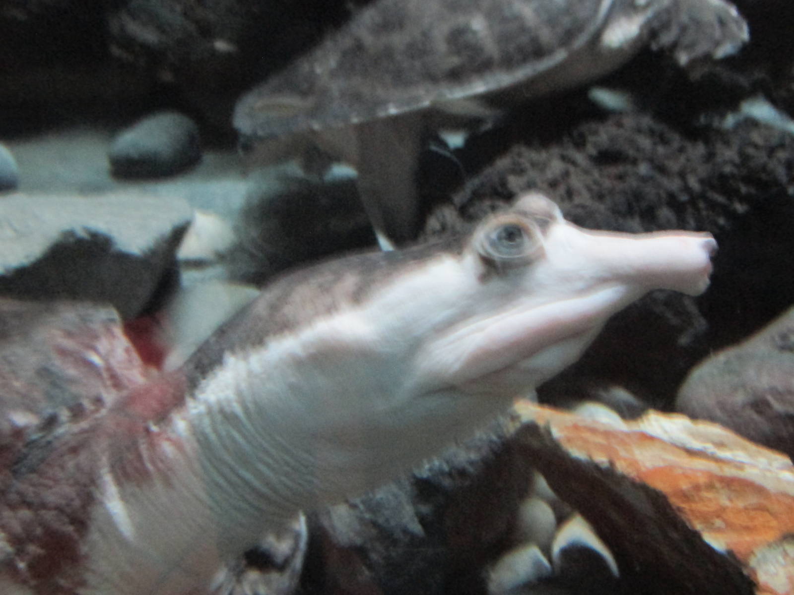 mexican spiny softshell turtle chapultepec zoo