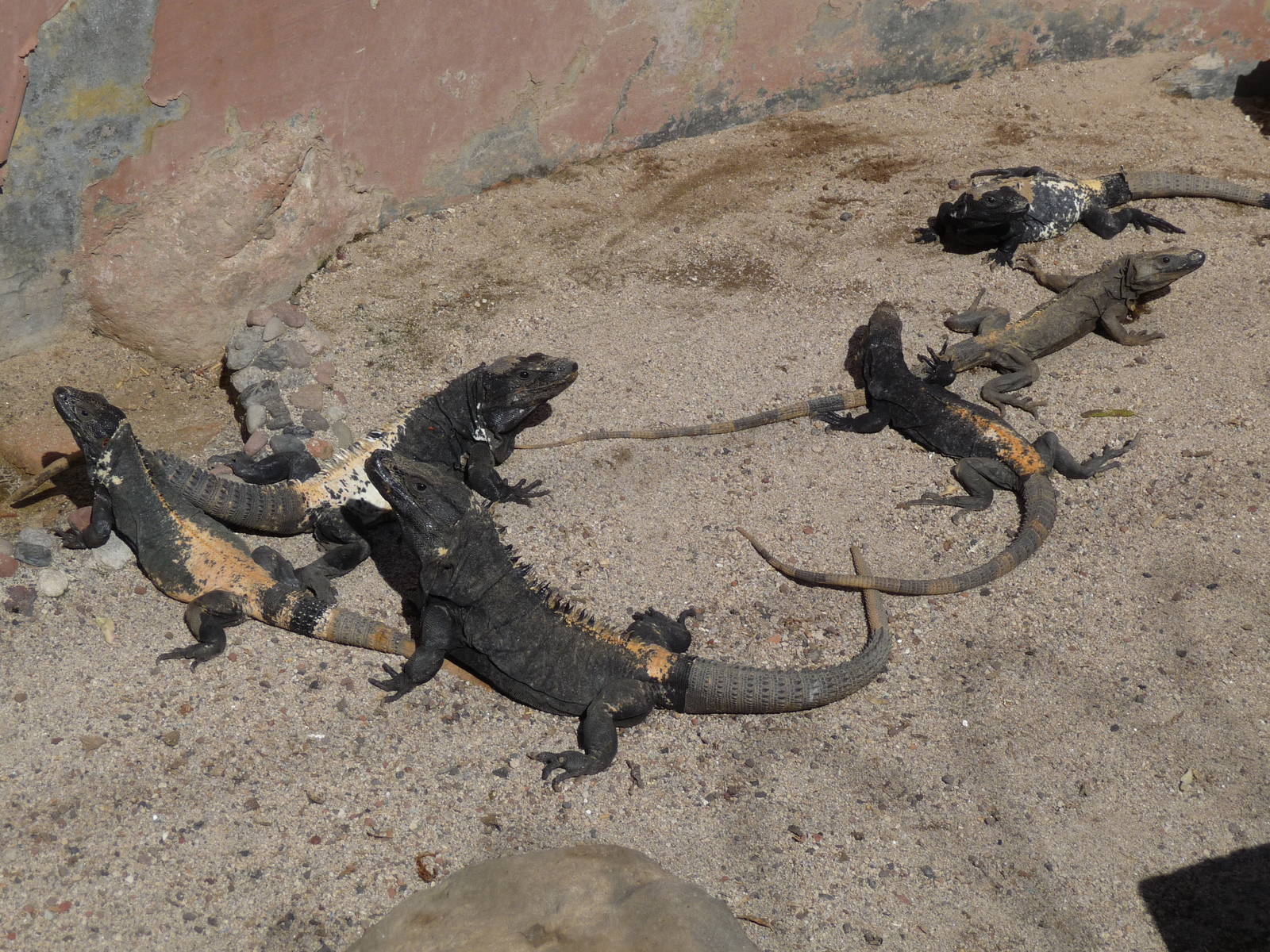 mexican spiny tail iguanas morelia zoo