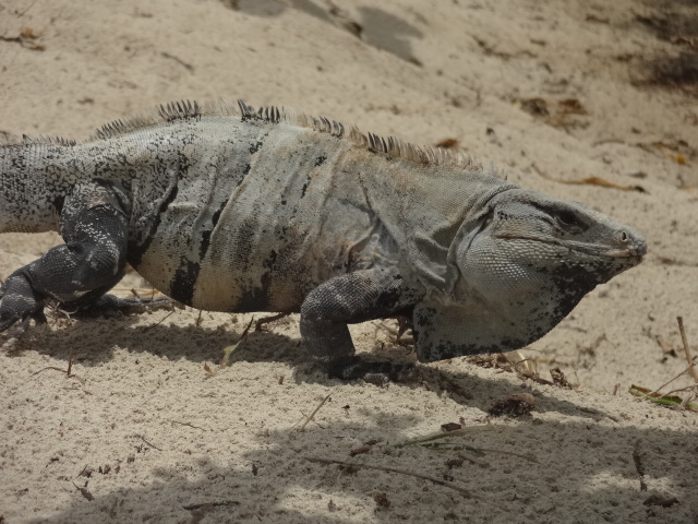 Mexican spiny-tailed iguana - Cancún, QR Mexico