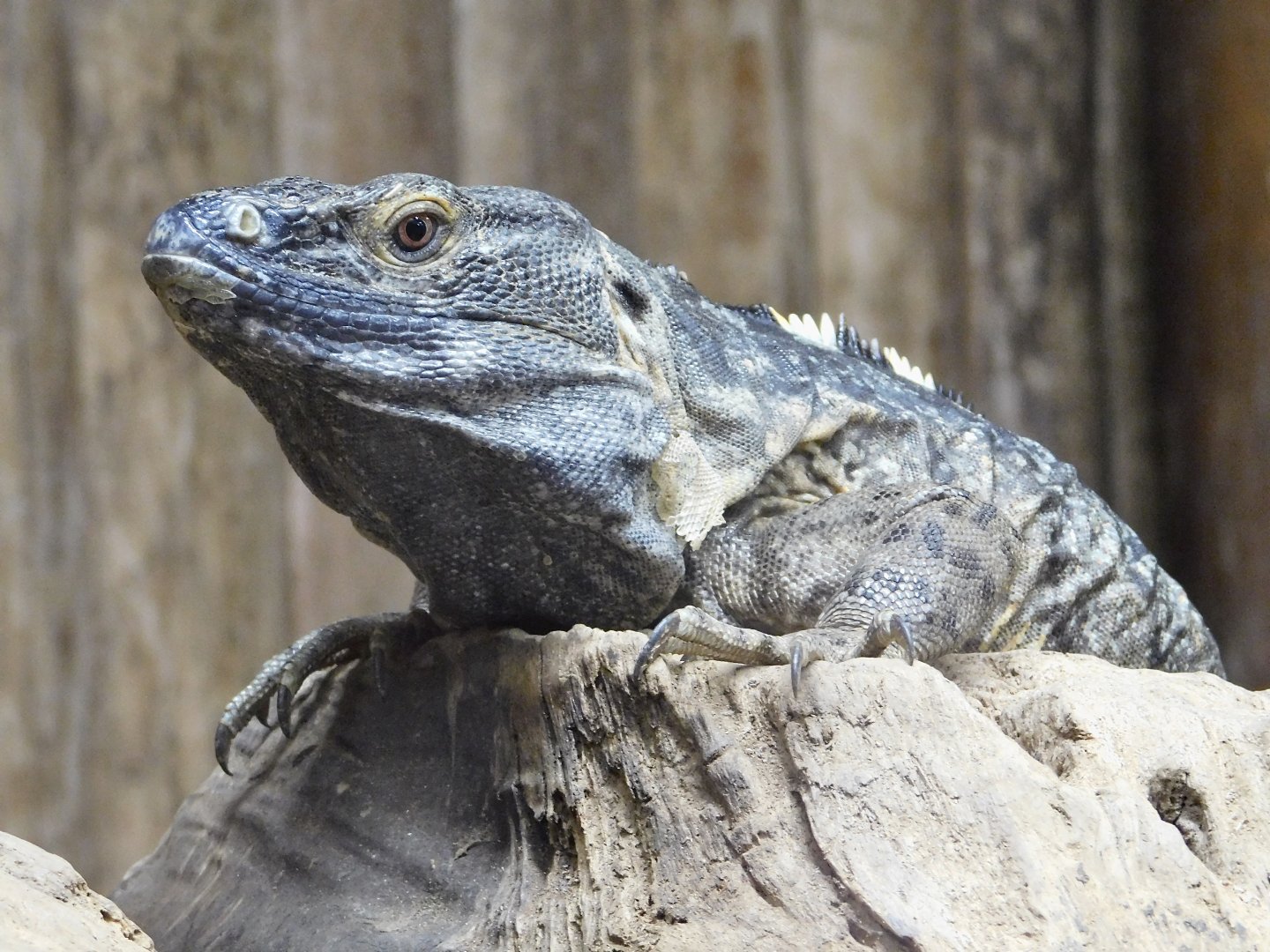 Mexican Spiny-tailed Iguana (Ctenosaura pectinata) August 4, 2025
