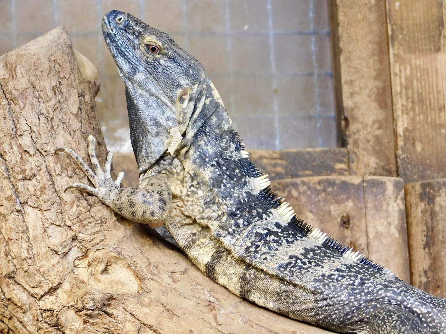 Mexican Spiny-Tailed Iguana (Ctenosaura pectinata) August 4, 2025