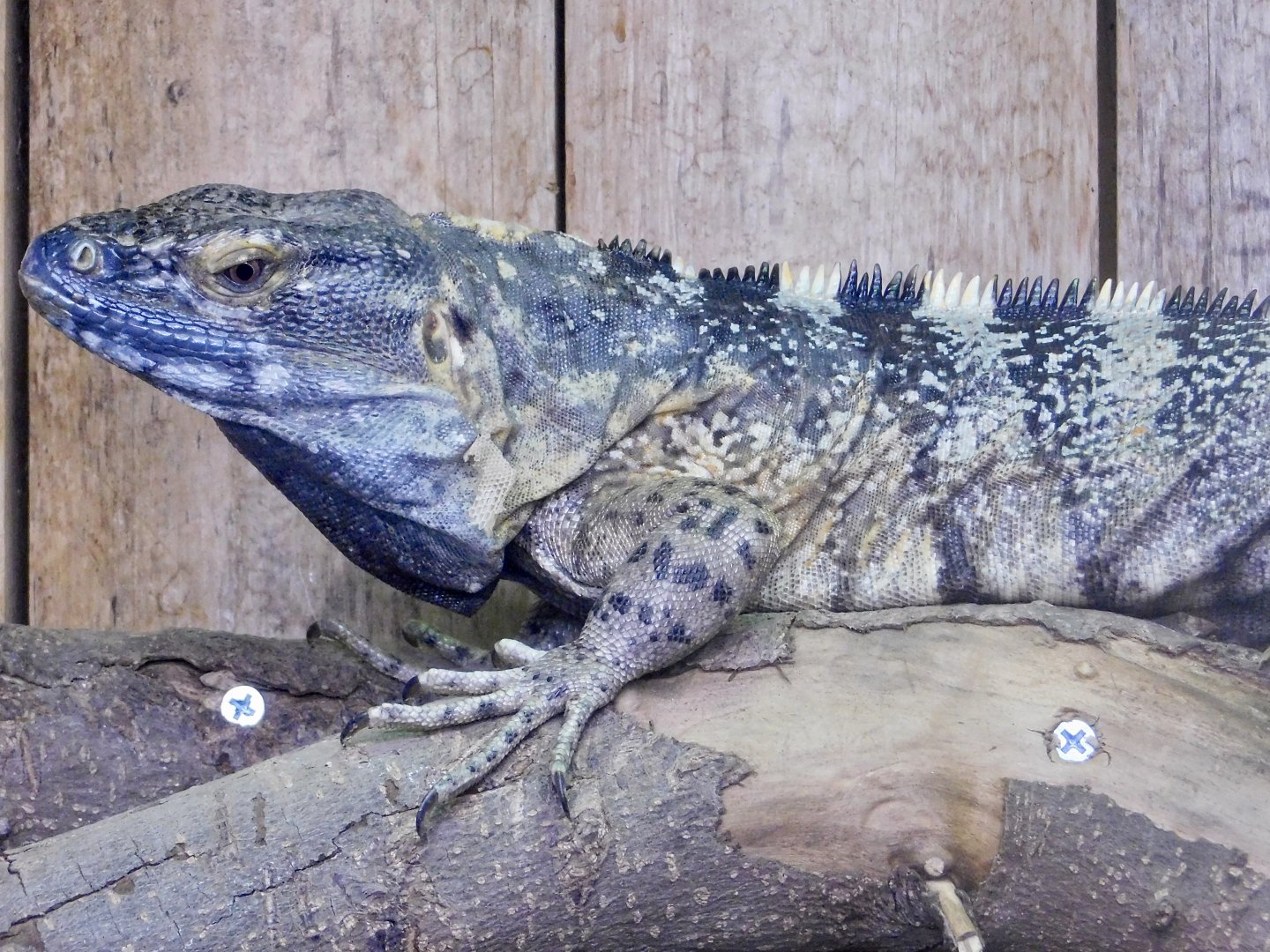 Mexican Spiny-Tailed Iguana (Ctenosaura pectinata) August 4, 2025