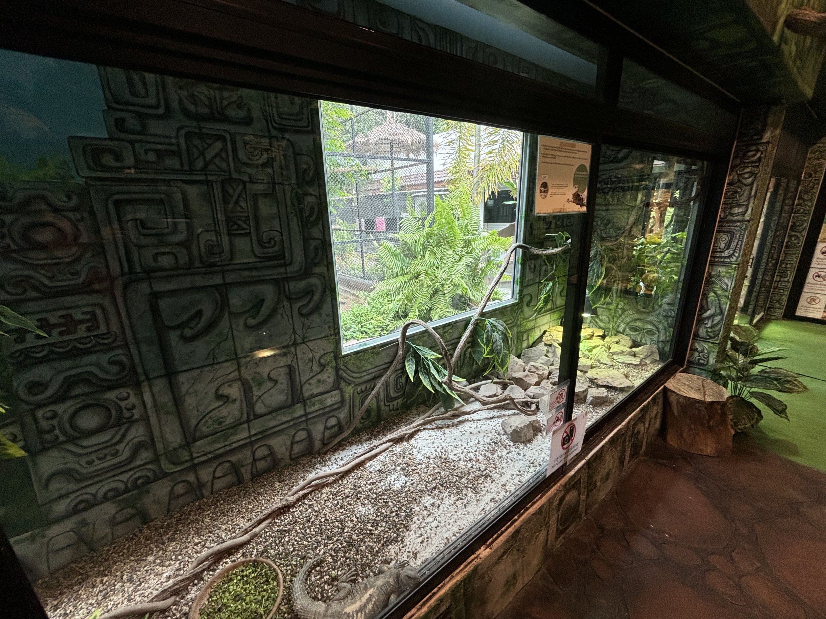 Mexican Spiny-tailed Iguana Exhibit - Lanna Mini Zoo