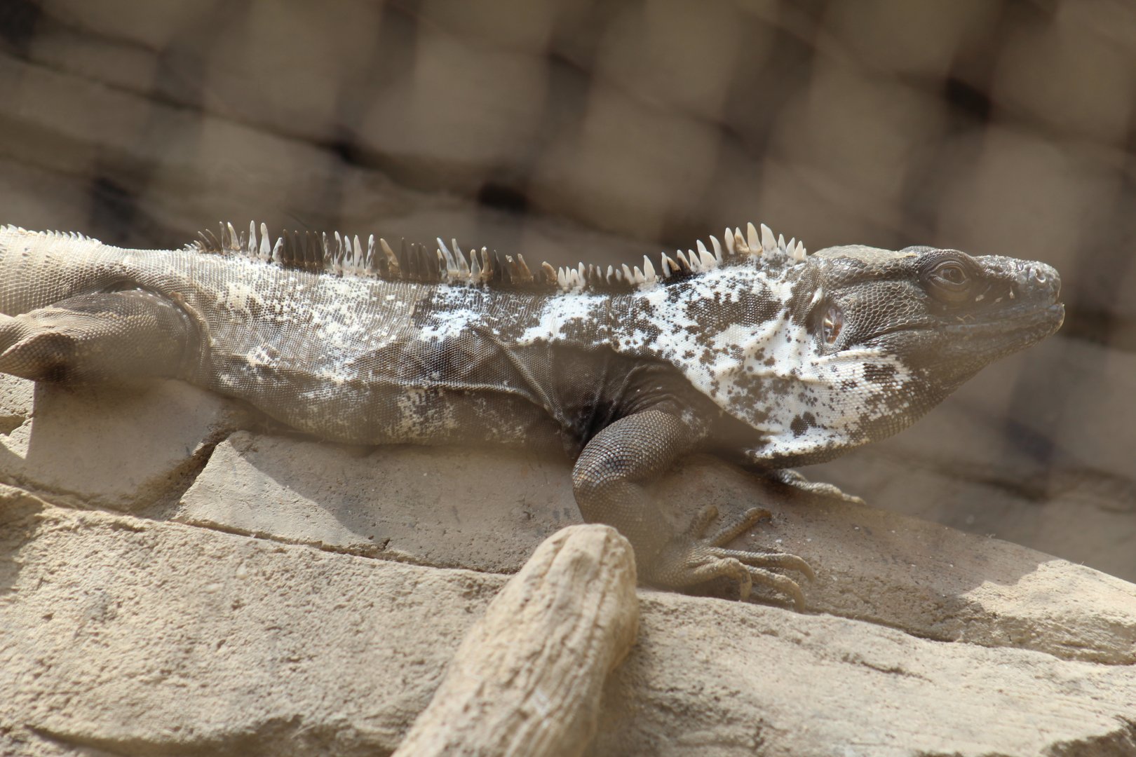 Mexican Spiny-Tailed Iguana
