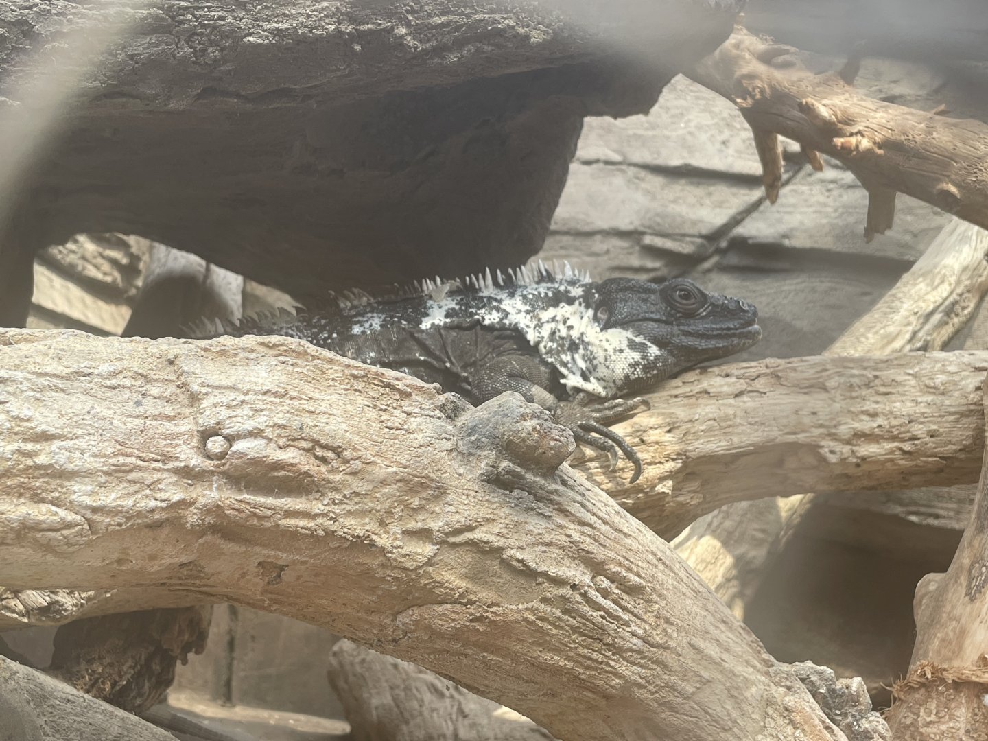 Mexican Spiny-tailed Iguana