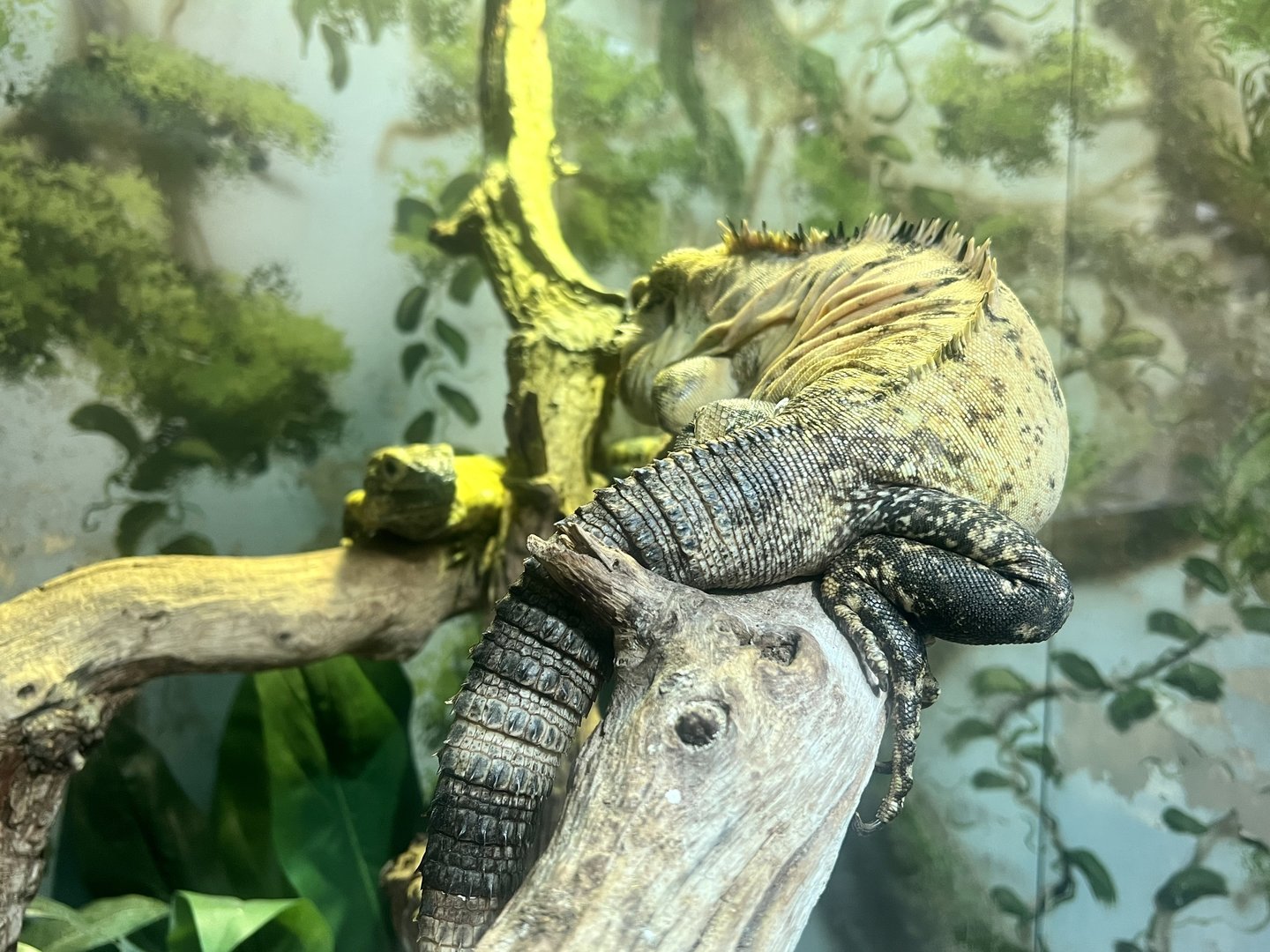 Mexican Spiny-tailed Iguana